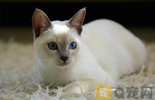 暹罗猫是最忠诚的猫吗？