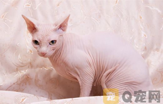 对猫过敏者适合养什么猫？(图1)