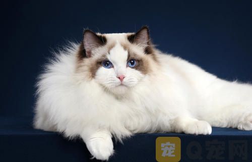 猫咪为什么如此讲卫生？