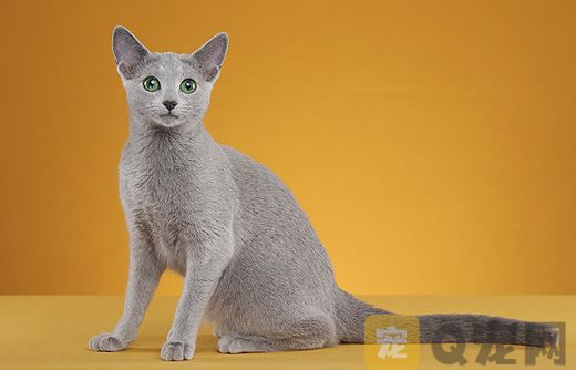 纯种俄罗斯蓝猫的价格要多少钱？(图1)
