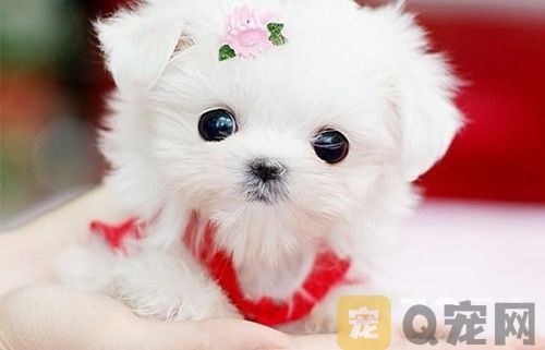 只有杯子大的狗狗是什么狗？