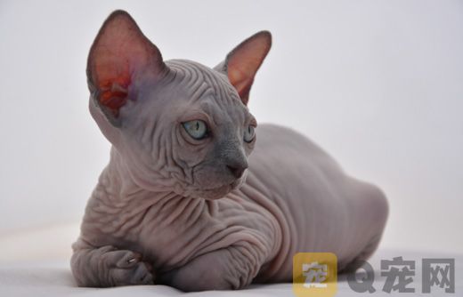 加拿大无毛猫如何喂食？