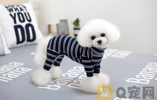 茶杯犬一定是泰迪吗？
