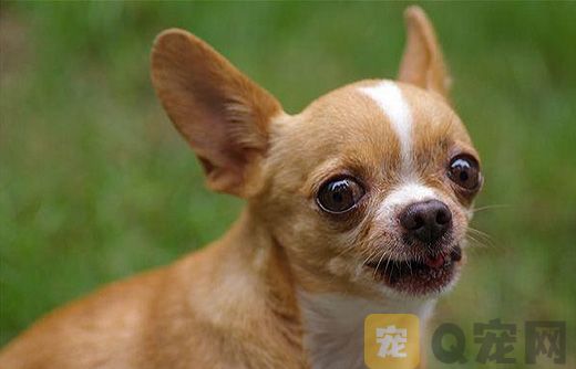茶杯犬一定是泰迪吗？