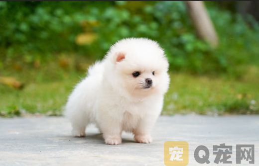 深圳茶杯犬价格多少钱？