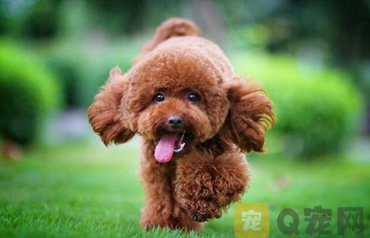 玩具贵宾犬价格多少钱 ？