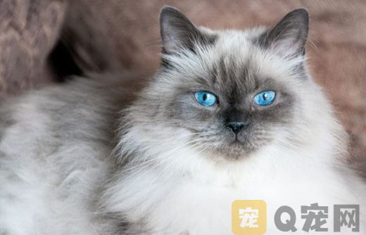 喜马拉雅猫图片大全