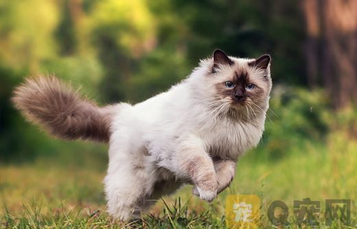 喜马拉雅猫图片大全