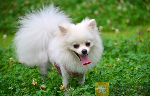 免费赠送茶杯犬 这也有人信？