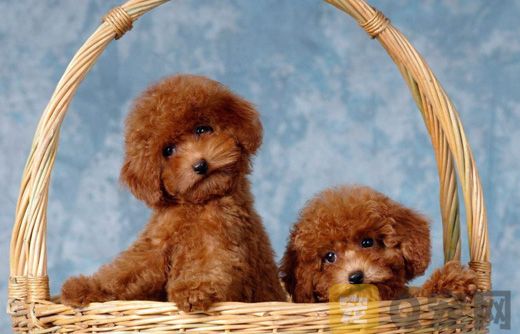 淘宝茶杯犬50元，100元，200元全是假的