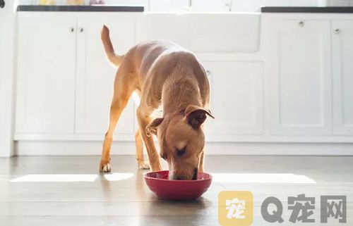 狗狗护食怎么纠正？