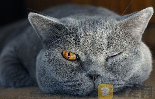 猫吃肉吗？