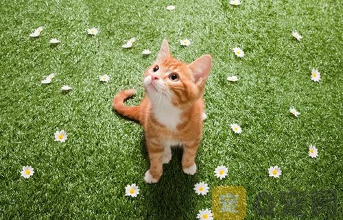 为什么会给猫咪断尾？