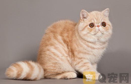 天气炎热怎么帮加菲猫降温？