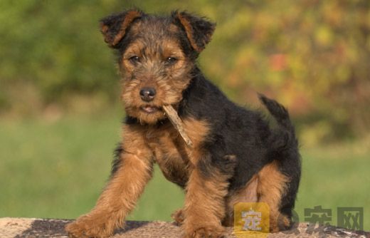 威尔士梗犬怎么喂养？威尔士梗犬饲养(图1)