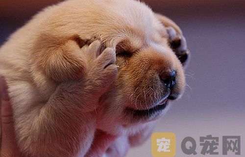 你们知不知道有哪些食物狗狗不能吃？