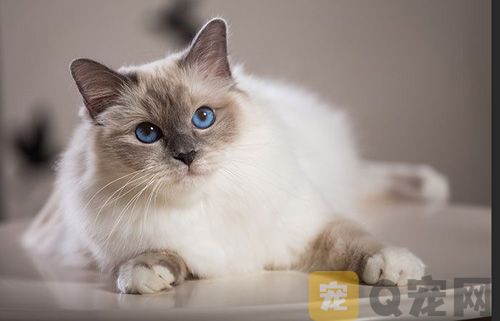 布偶猫掉毛太严重了，要怎么改善？(图1)