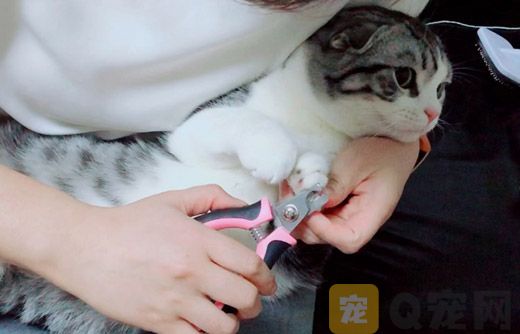 猫狗需要修剪指甲吗？猫狗指甲怎么修剪(图1)