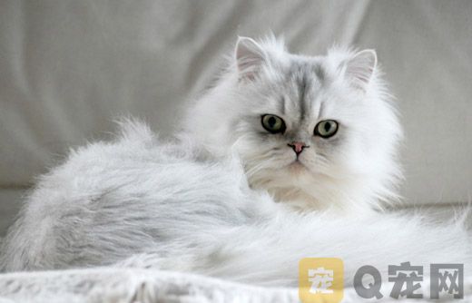 如果波斯猫的毛发稀少怎么办？