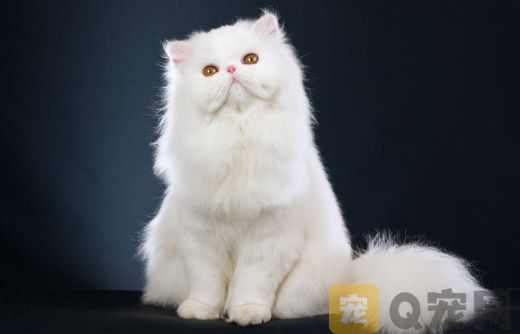 波斯猫要怎么帮它有效梳毛？