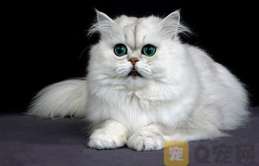 波斯猫洗澡的时候注意什么问题？