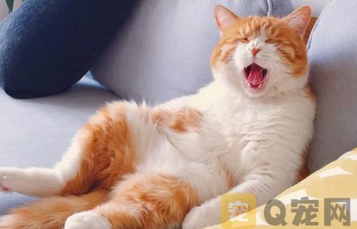 猫咪清洁你忽略了哪些地方？