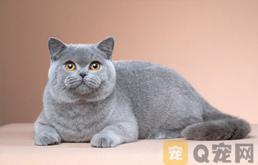 英国短毛猫的日?；だ斫樯? width=