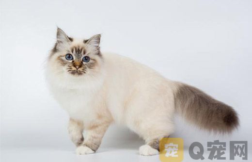 伯曼猫怎么护理？伯曼猫毛发和眼睛耳部护理要点
