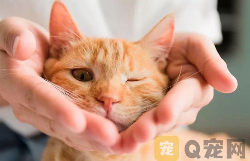 给猫咪剪毛的好处有哪些?又该如何修剪？(图2)