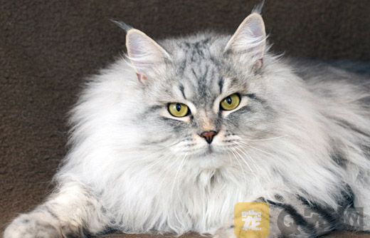金吉拉猫美容护理有哪些要点？如何给金吉拉猫毛发美容和眼睛清洁及(图1)
