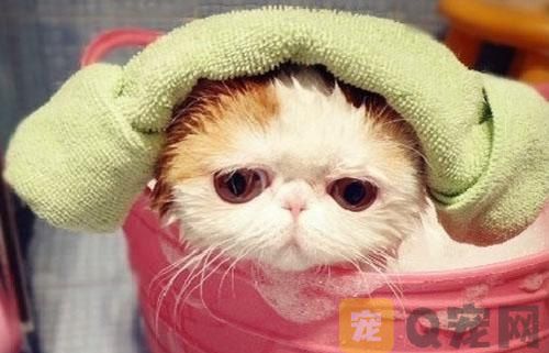 猫咪洗澡沐浴露怎么选择？有哪些注意事项？(图1)