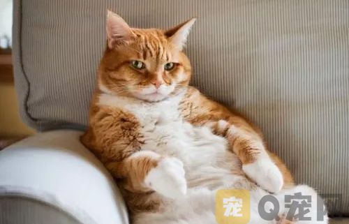 给猫咪做SPA的好处有哪些？又有哪些疗程呢？