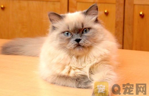 给猫咪做SPA的好处有哪些？又有哪些疗程呢？