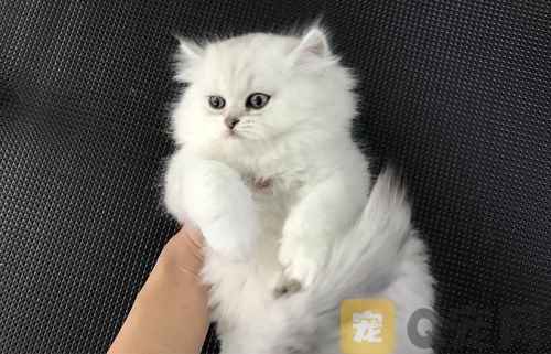在家给猫咪洗澡的那些事你真都知道吗 ——除了防着凉、用专用沐浴露