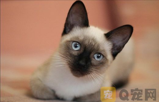 猫咪美容需要准备什么工具？