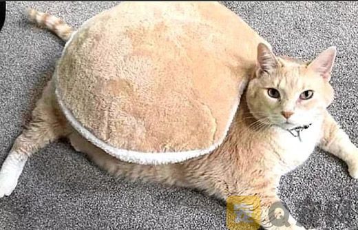 冬天了，猫咪美容打扮有讲究