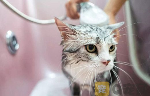 猫咪怀孕期间可以洗澡吗？
