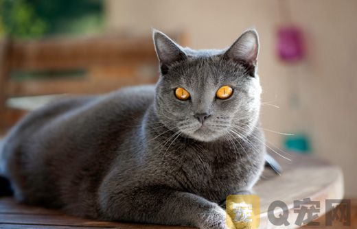 短毛猫不喜欢洗澡怎么办？