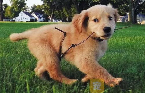 当狗狗有这些表现的时候，可能是生病了