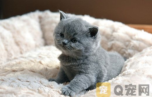宠物猫咪可以吃橘子吗? 宠物猫咪可以吃橘子吗?