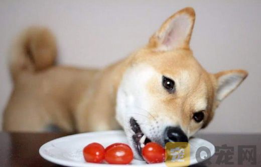 狗狗可以吃番茄吗？