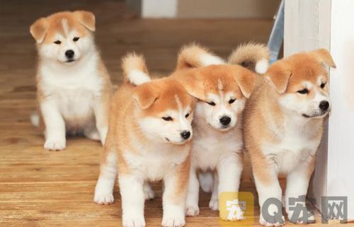 狗狗能吃香椿炒鸡蛋吗？
