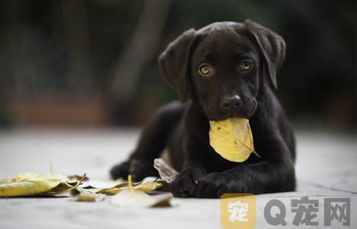 宠物狗狗可以吃火腿肠的吗？