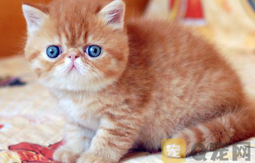猫为什么不能吃盐？