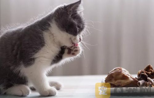 猫能吃八宝粥吗？