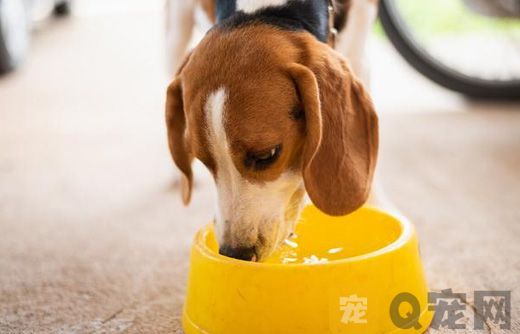 狗狗能喝蜂蜜水吗？