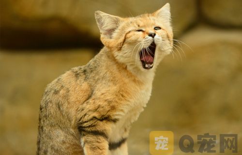 猫不小心吃了蛋白怎么办？