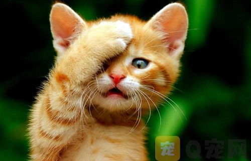 猫可以吃橘子吗？