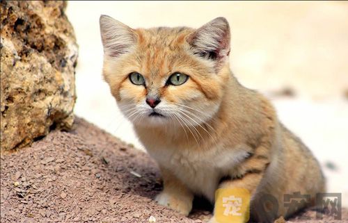 猫吃肉吗？(图1)