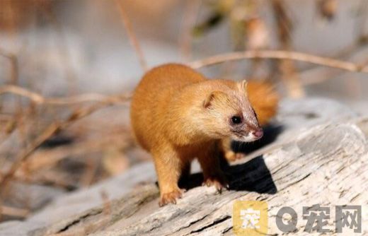 黄鼠狼吃什么？黄鼠狼吃什么食物？